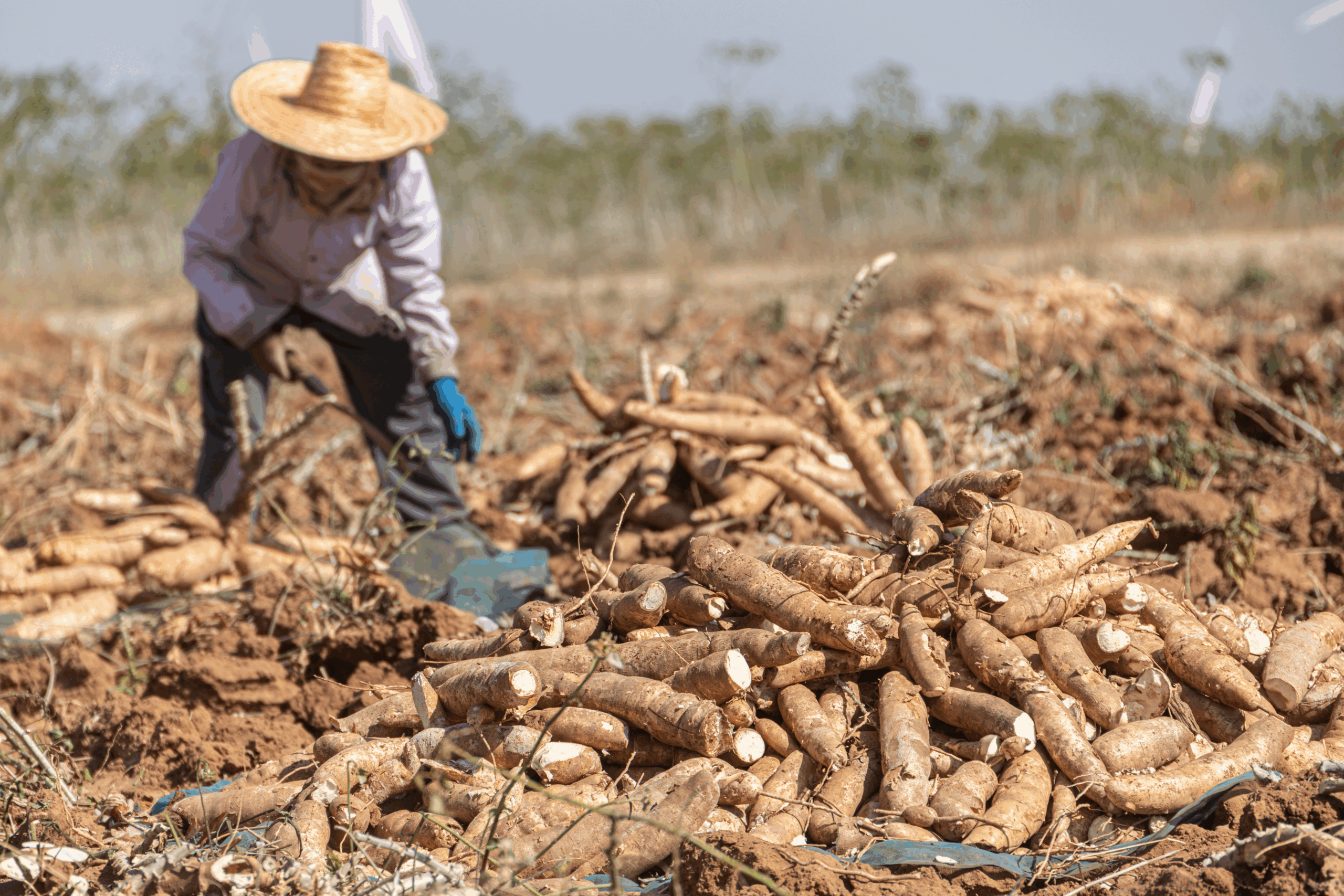 cassava collecting 