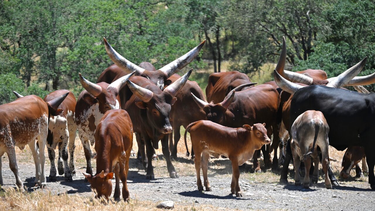 cattle farming