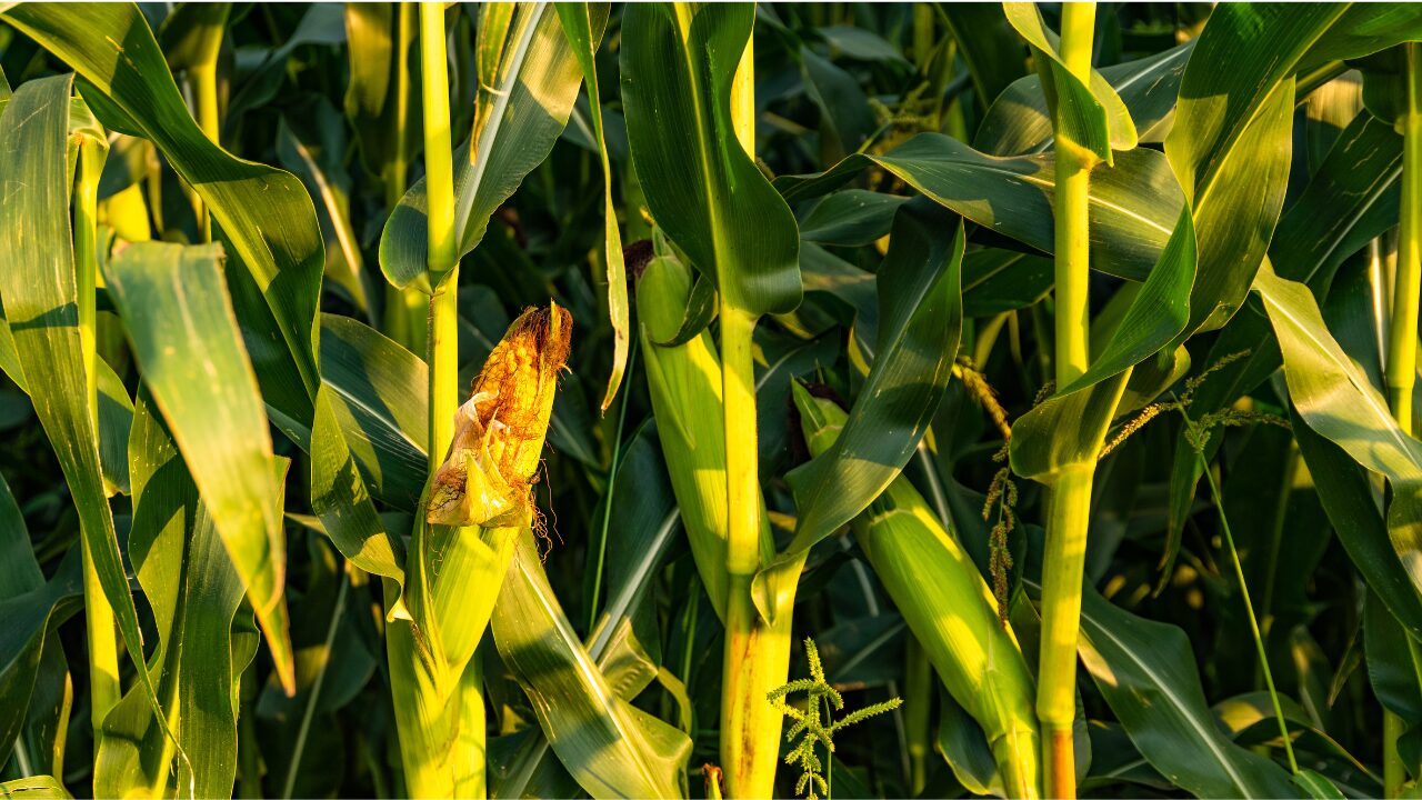 corn field