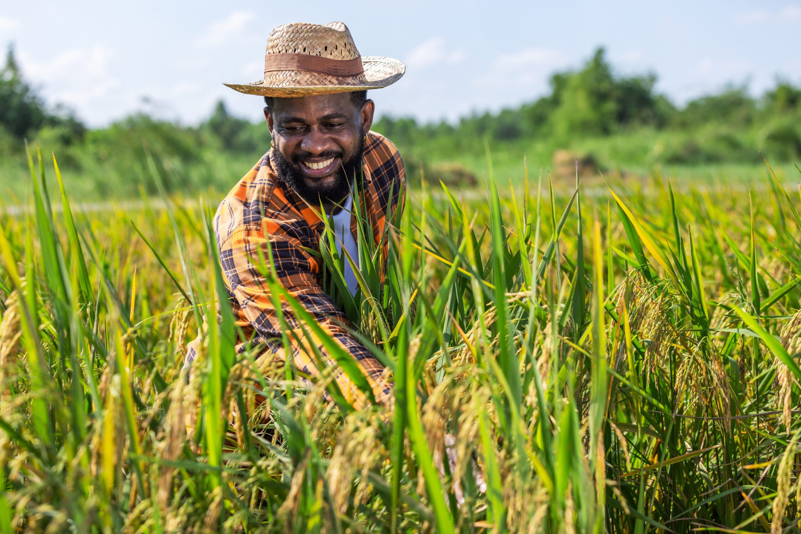 farmer in paddy field.