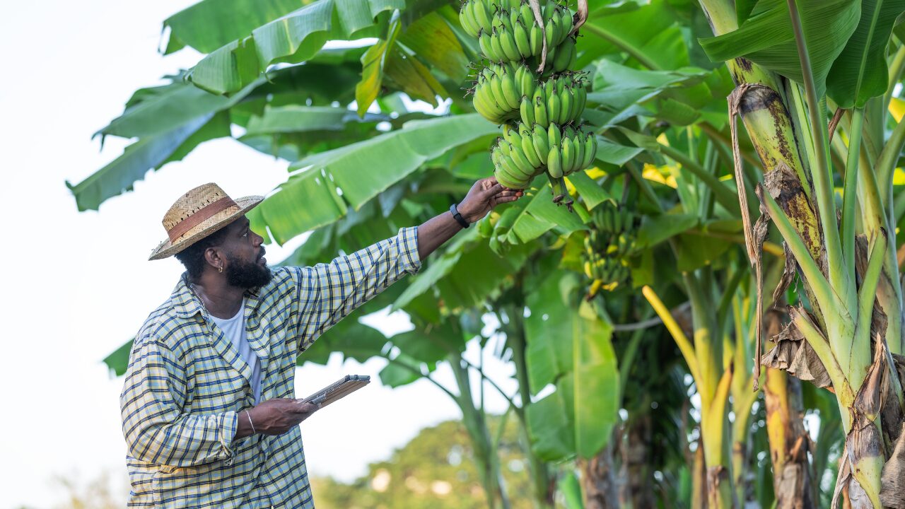 farmer inspect banana