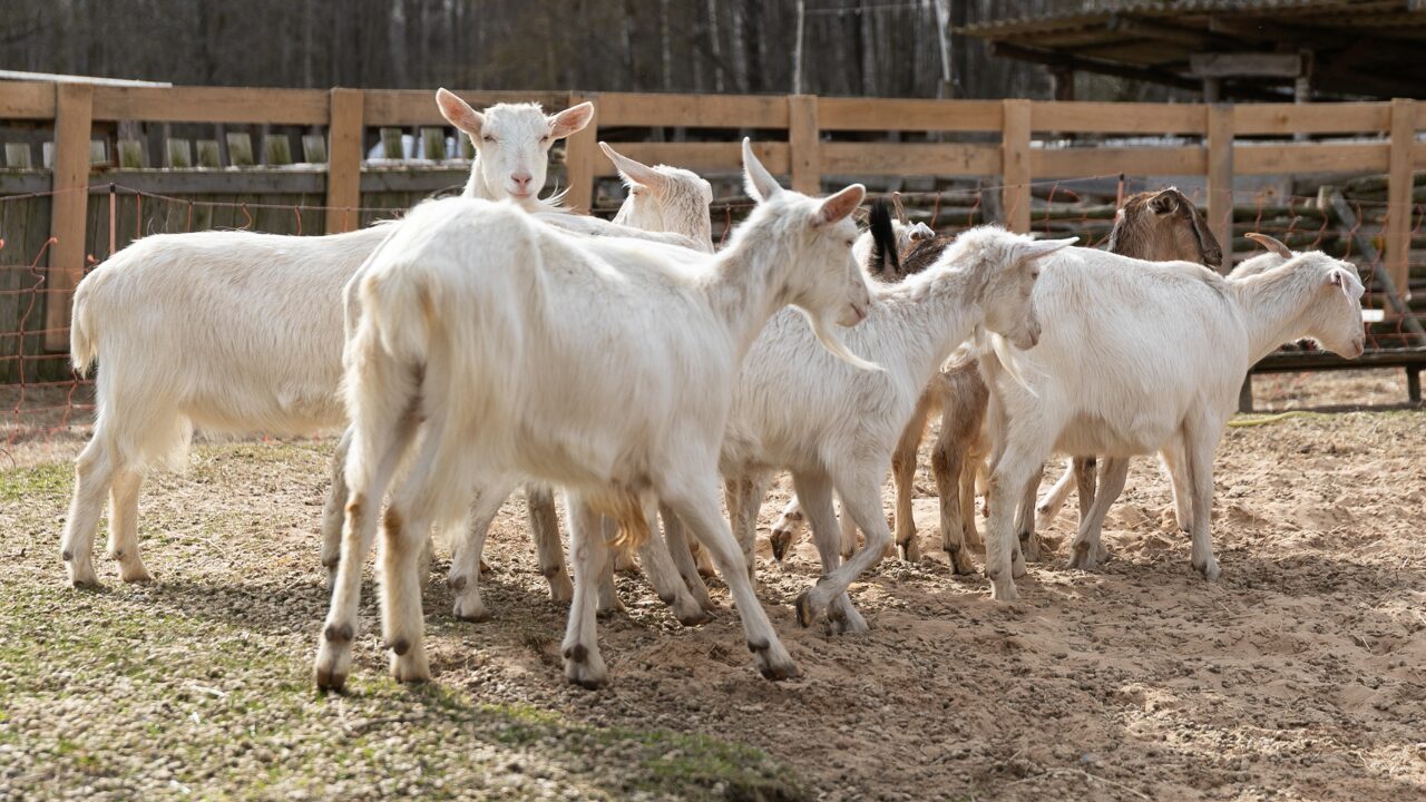 goat goat farm