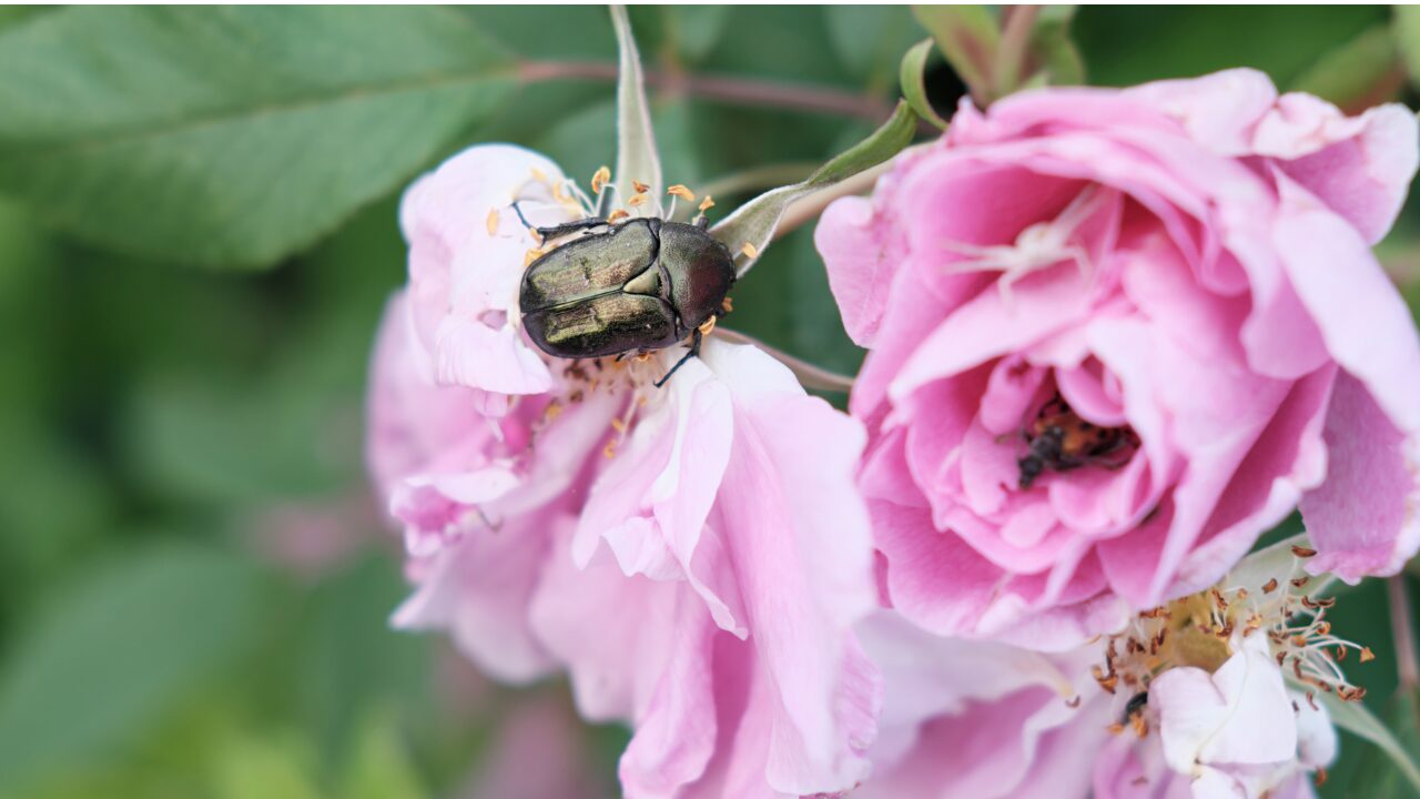 insect on flower insect on flower.png