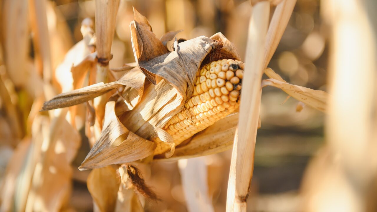 insects attacked on maize insects attacked on maize