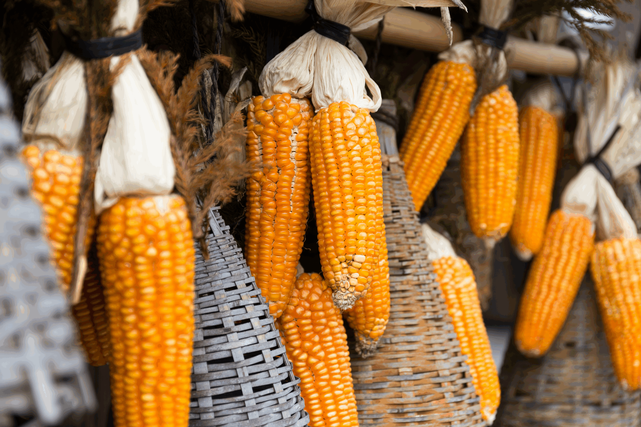 maize