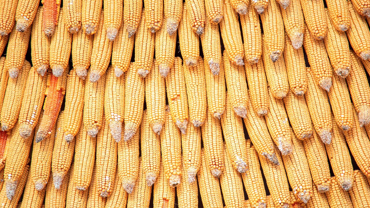 maize stored maize stored