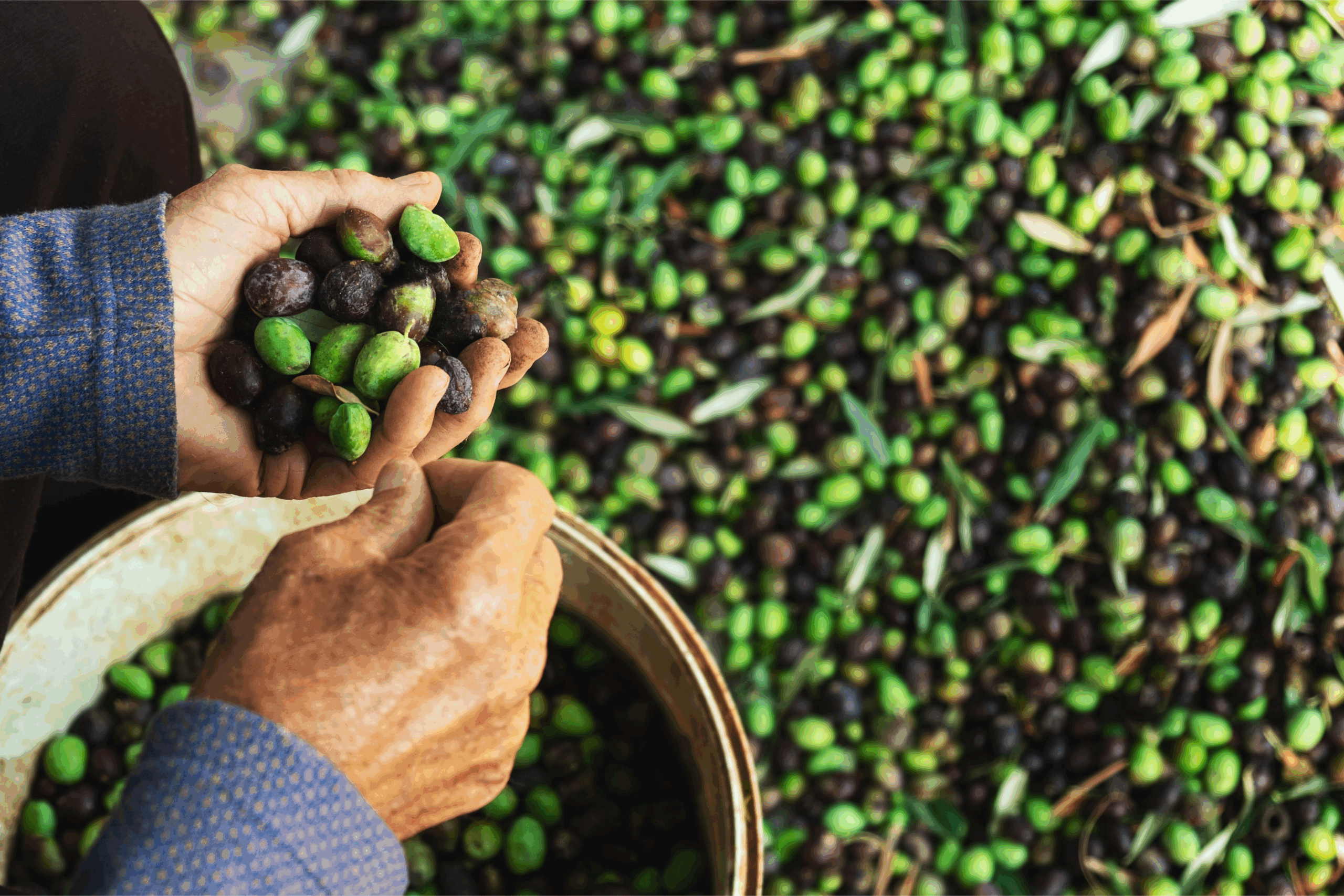 man hold olive man hold olive