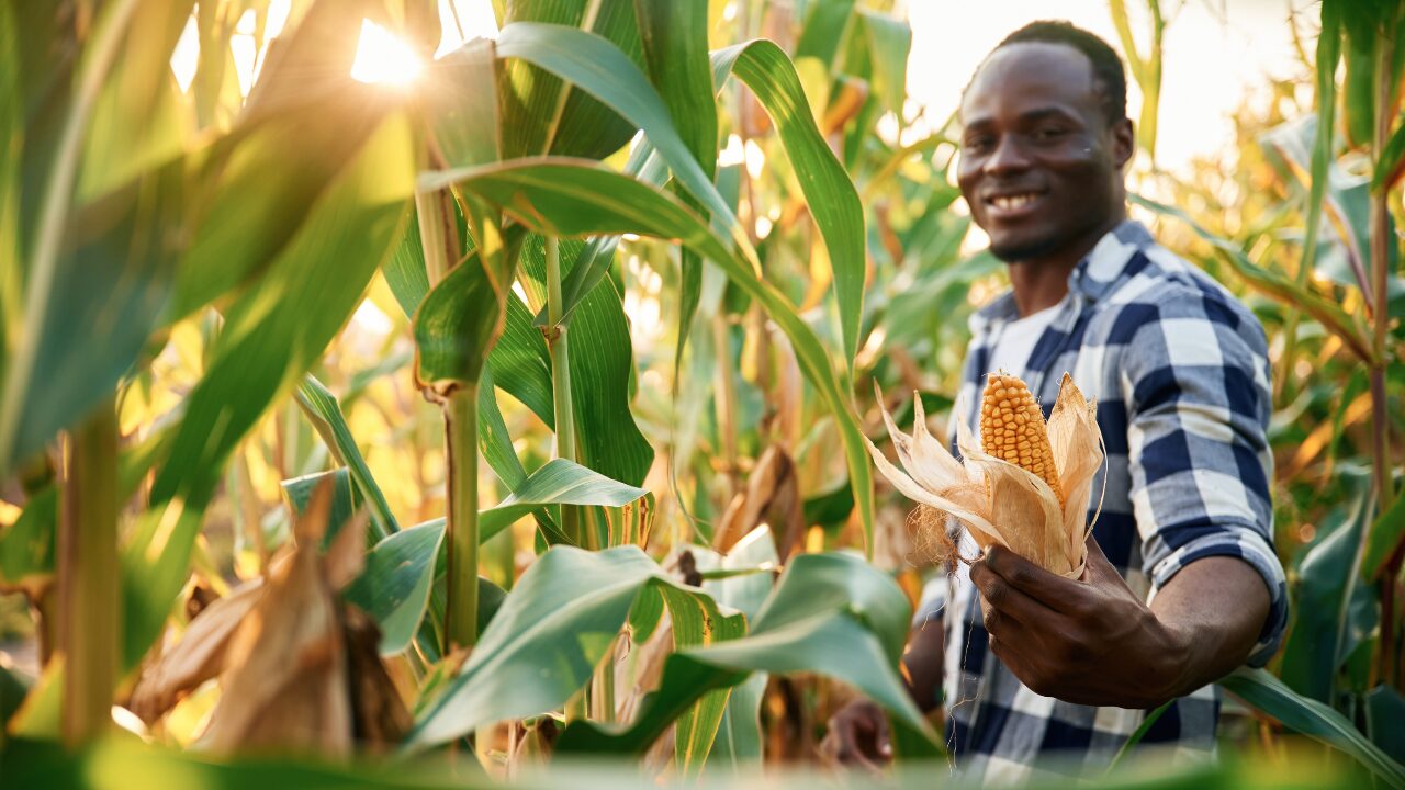 man working on maize field