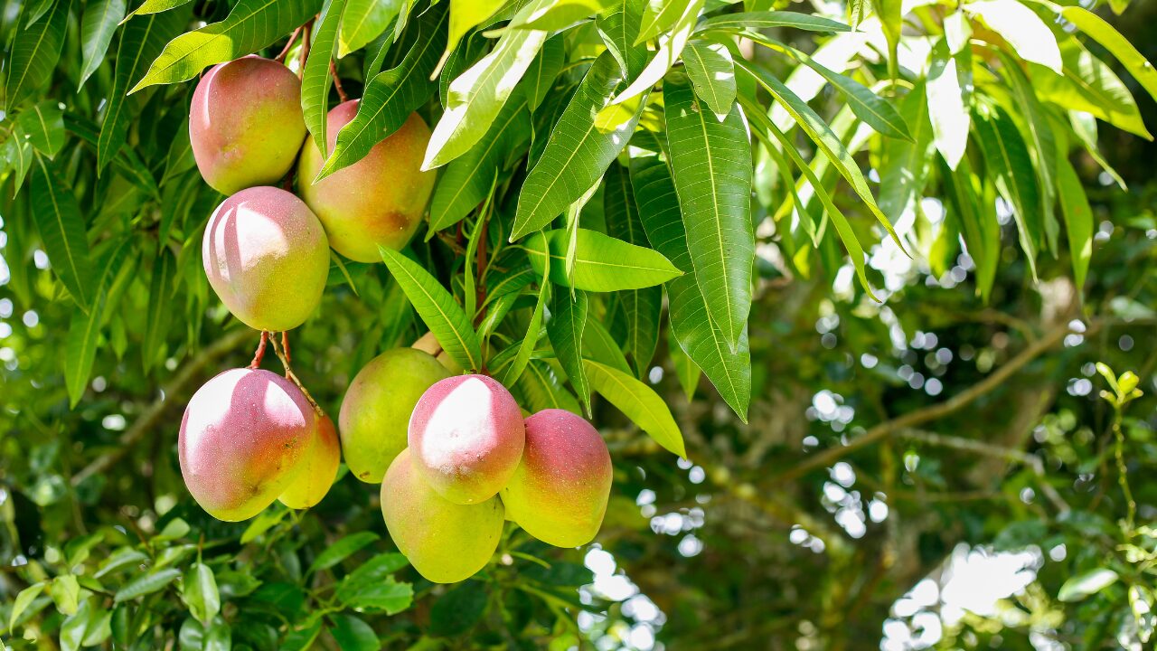 mangoes are hanging on tree Mangoes are hanging on tree