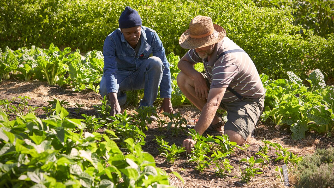 men are working in farming land
