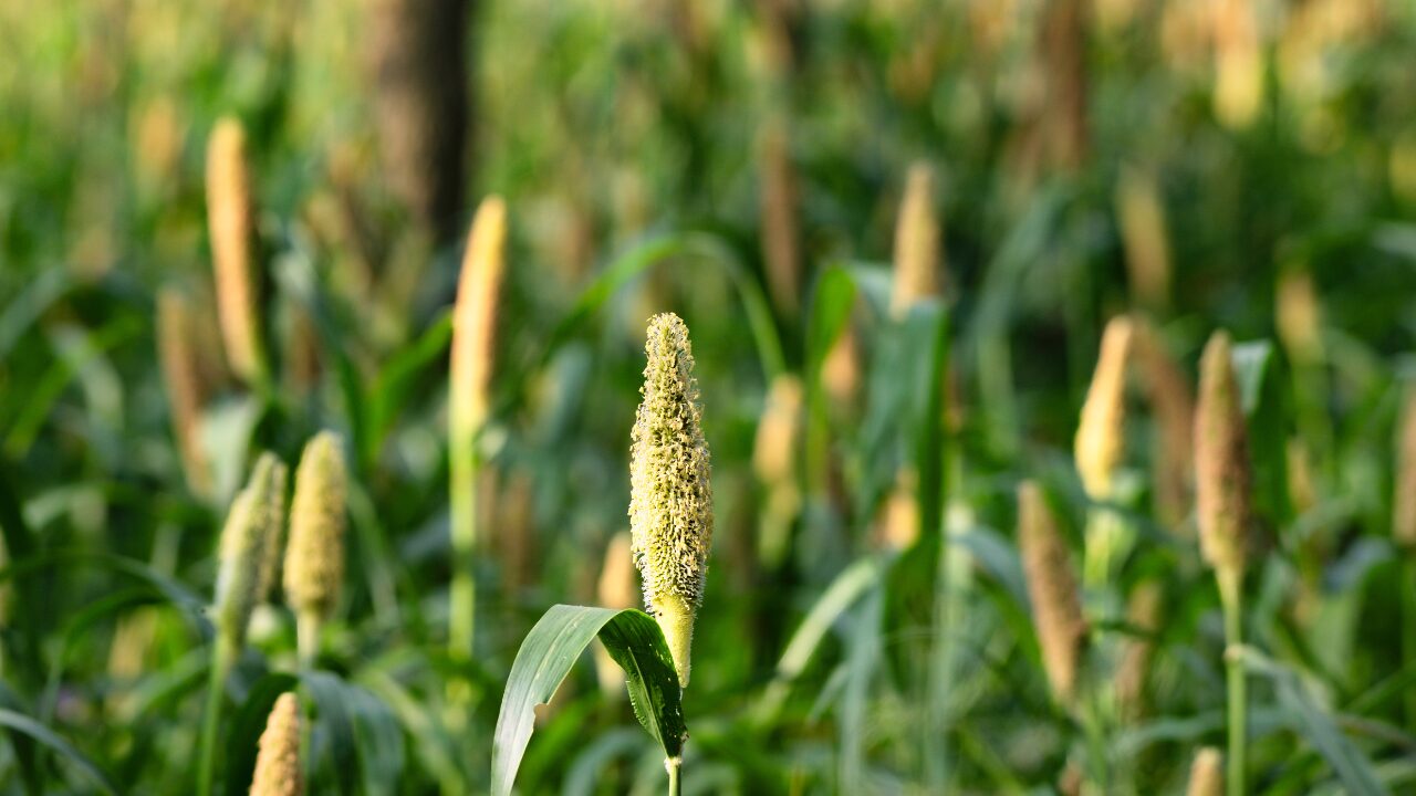 millet farming land millet farming land