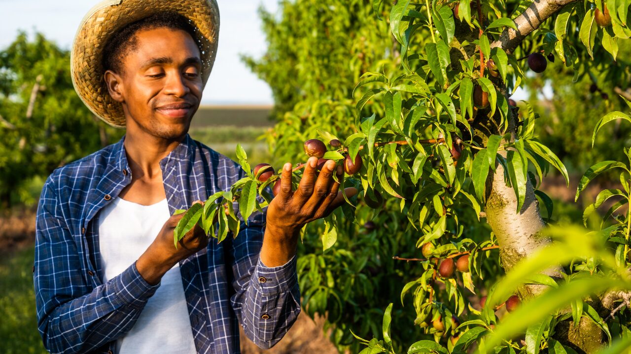 nut holding by a farmer