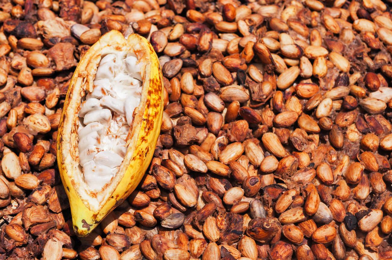 opened ripe pod on drying raw beans background. opened ripe pod on drying raw beans background.