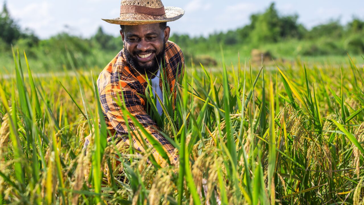 a farmer is working on paddy field
