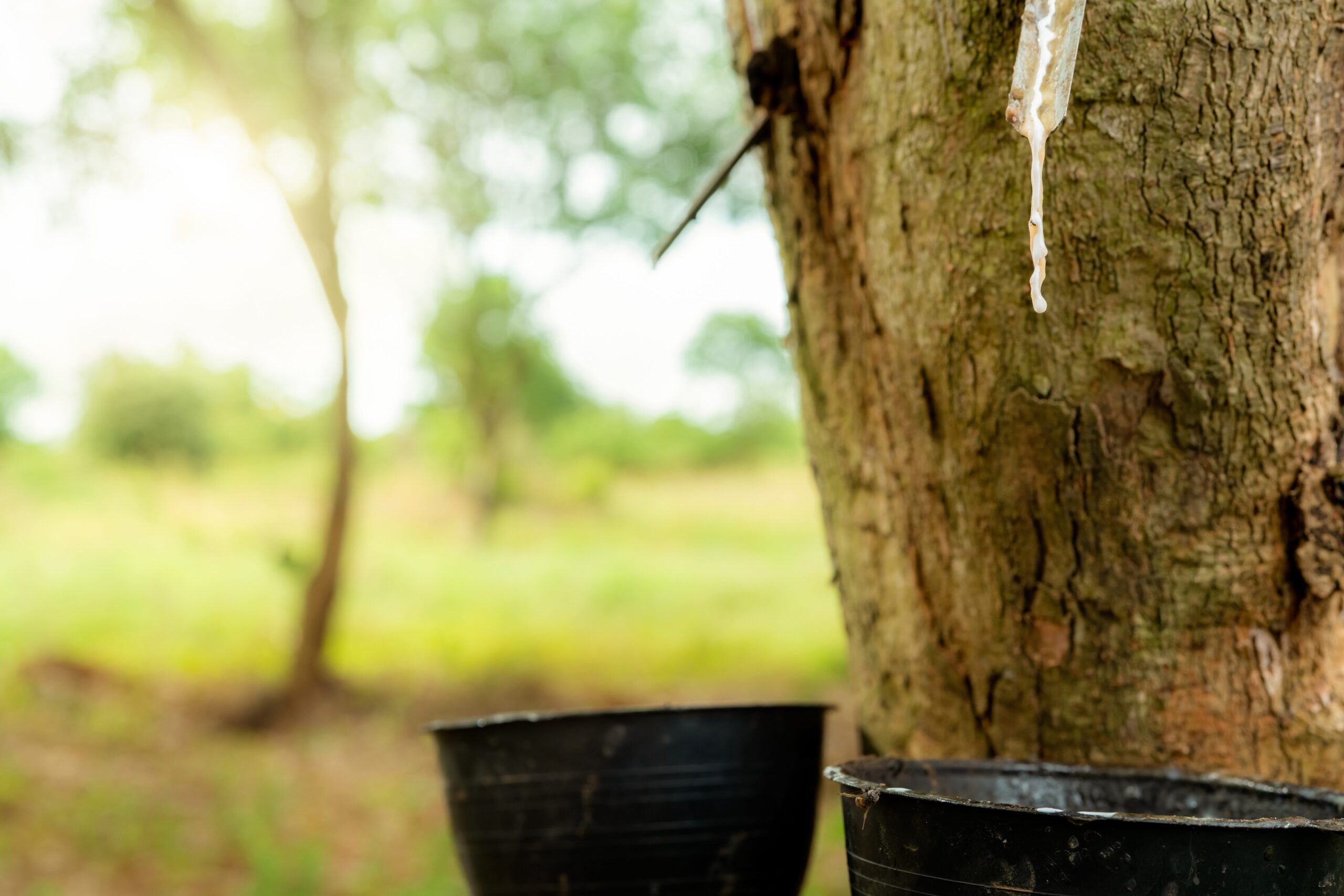 rubber collecting