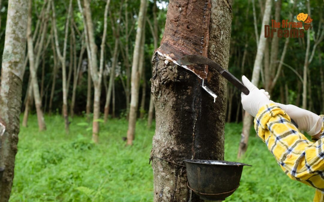 The Rubber Industry of Liberia: One of its Oldest Cash Crops!