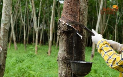 The Rubber Industry of Liberia: One of its Oldest Cash Crops!