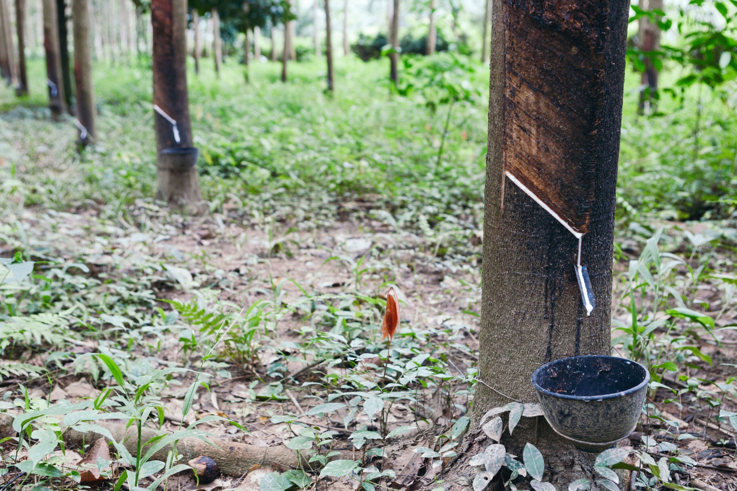 collecting rubber from tree