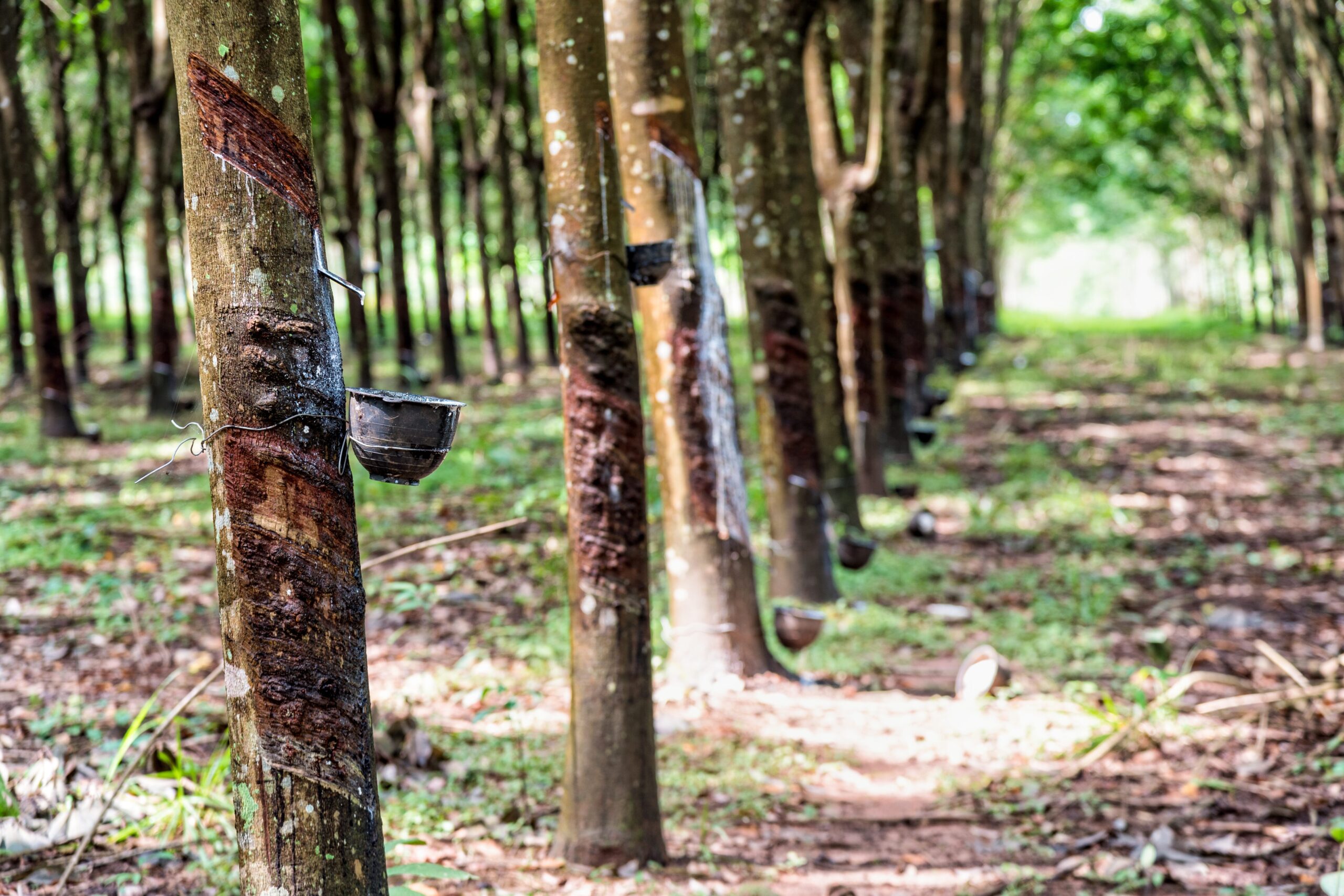 rubber forest