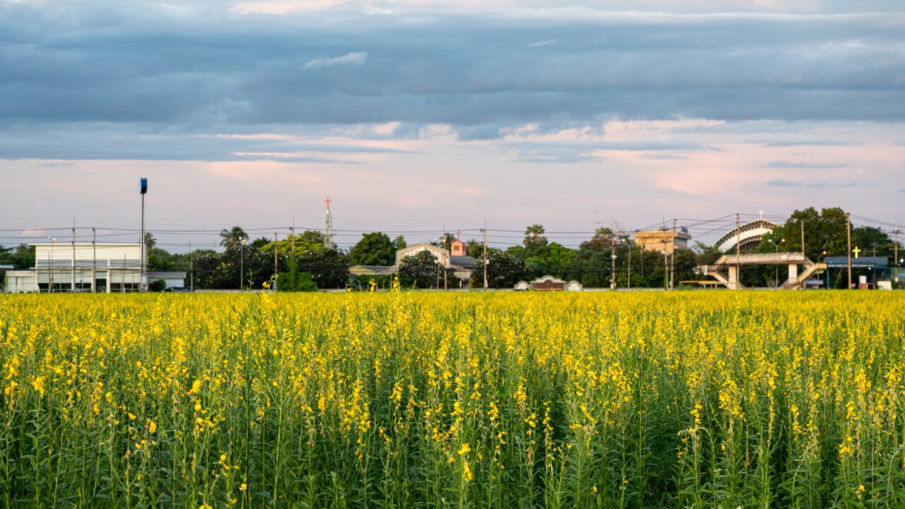 sesame crop field