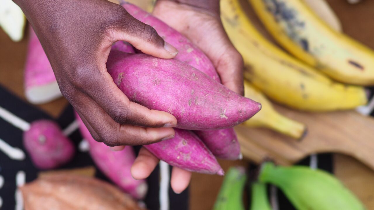 sweet potato sweet potato hold by a man