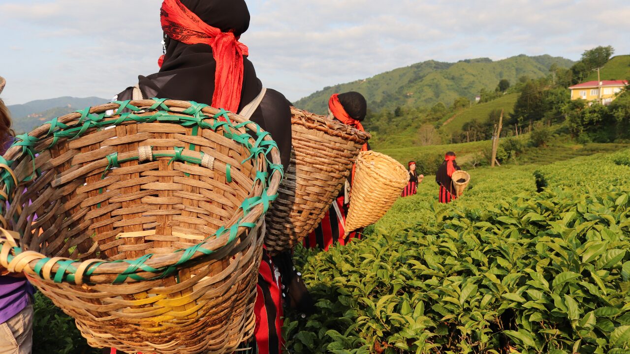tea collecting