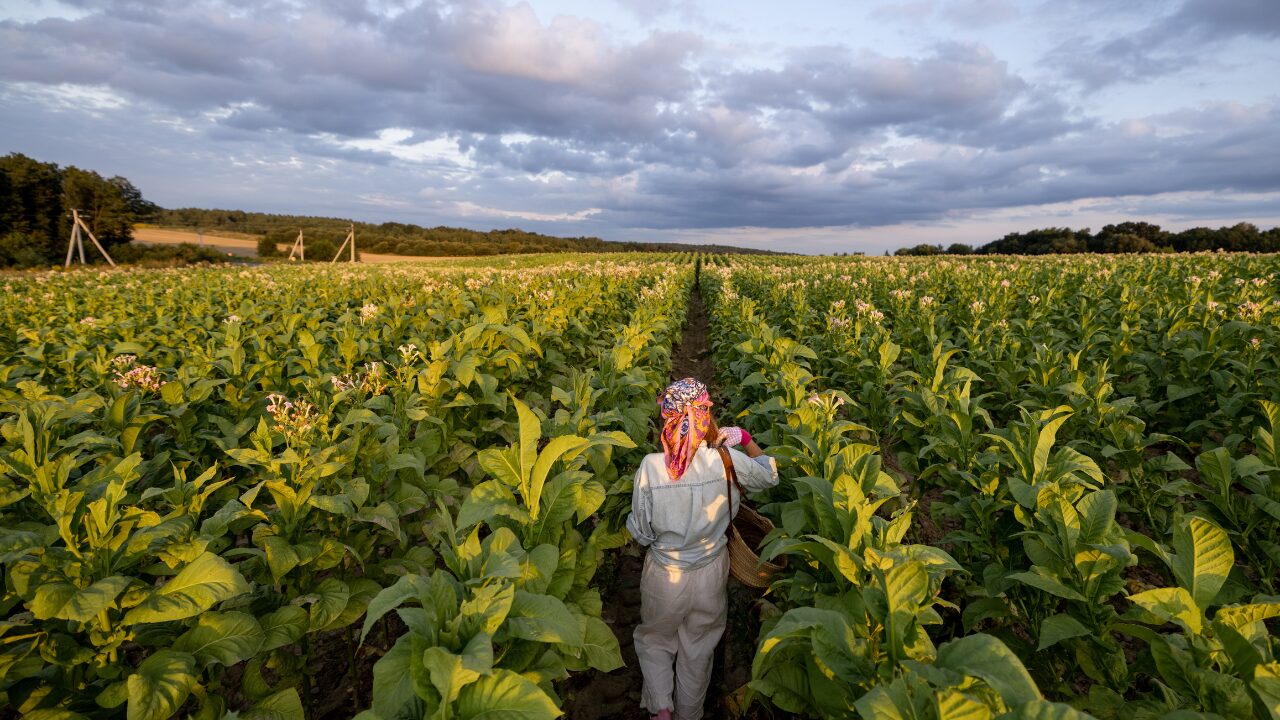 a woman is in tobacco field
