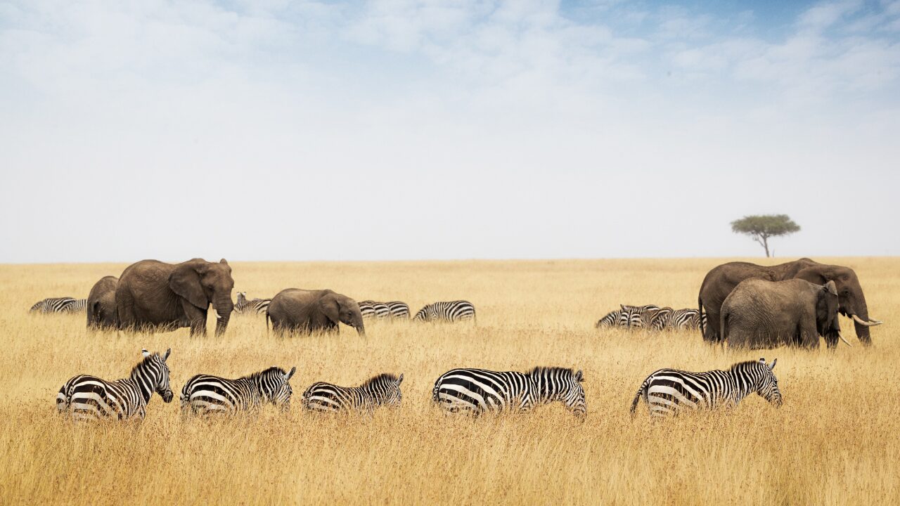 tourist spot zebra and elephants are in tourist spot