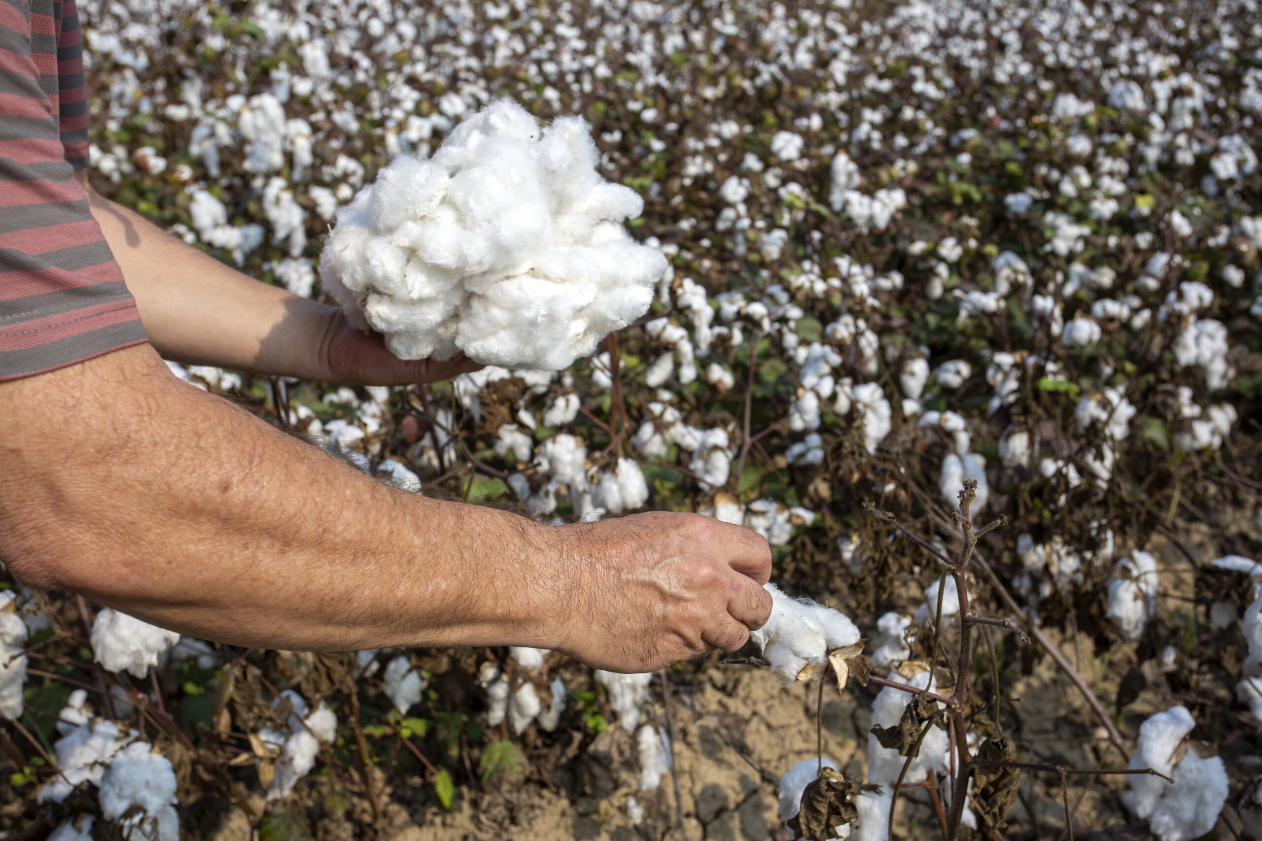 farmer holding cotton