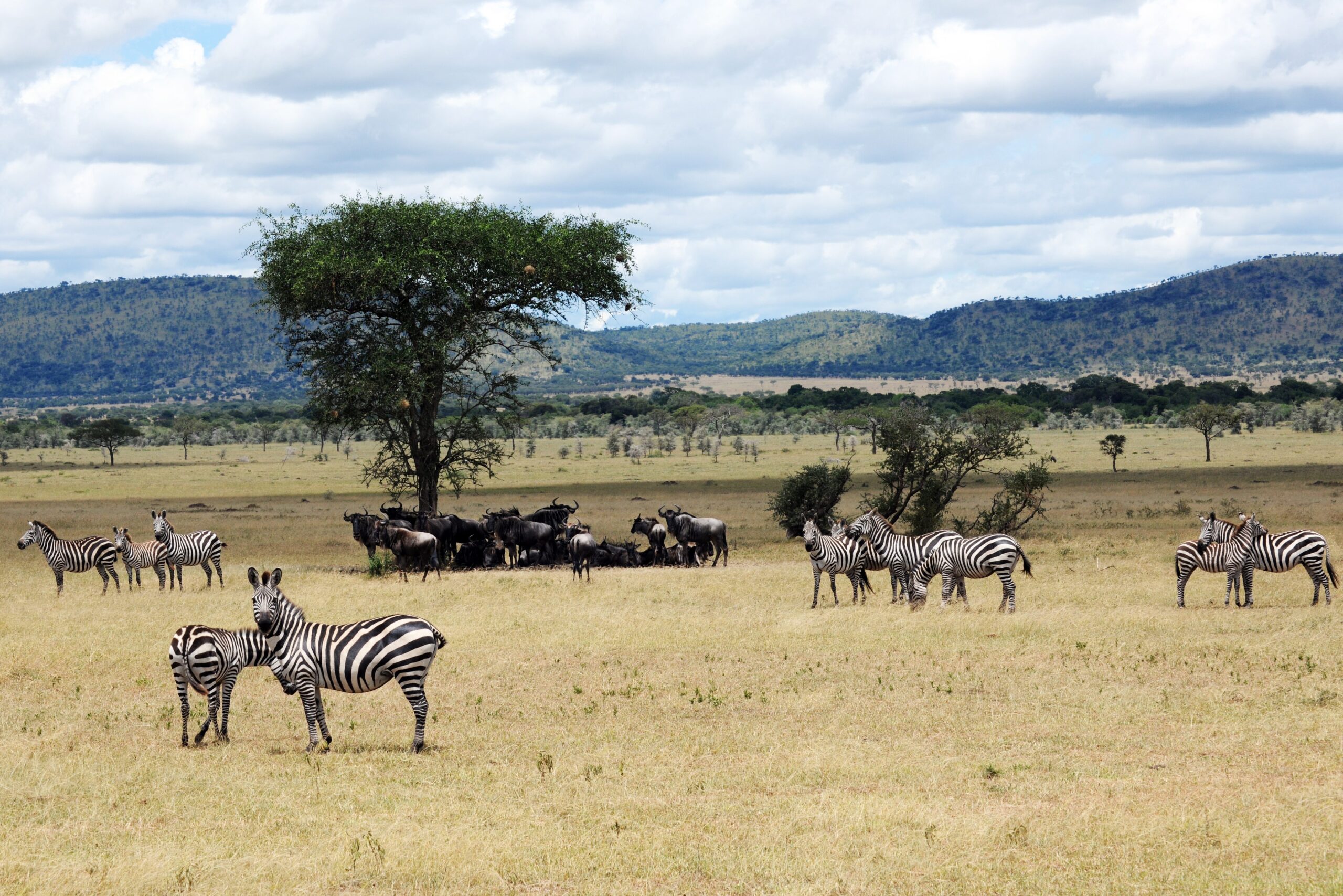 wild life