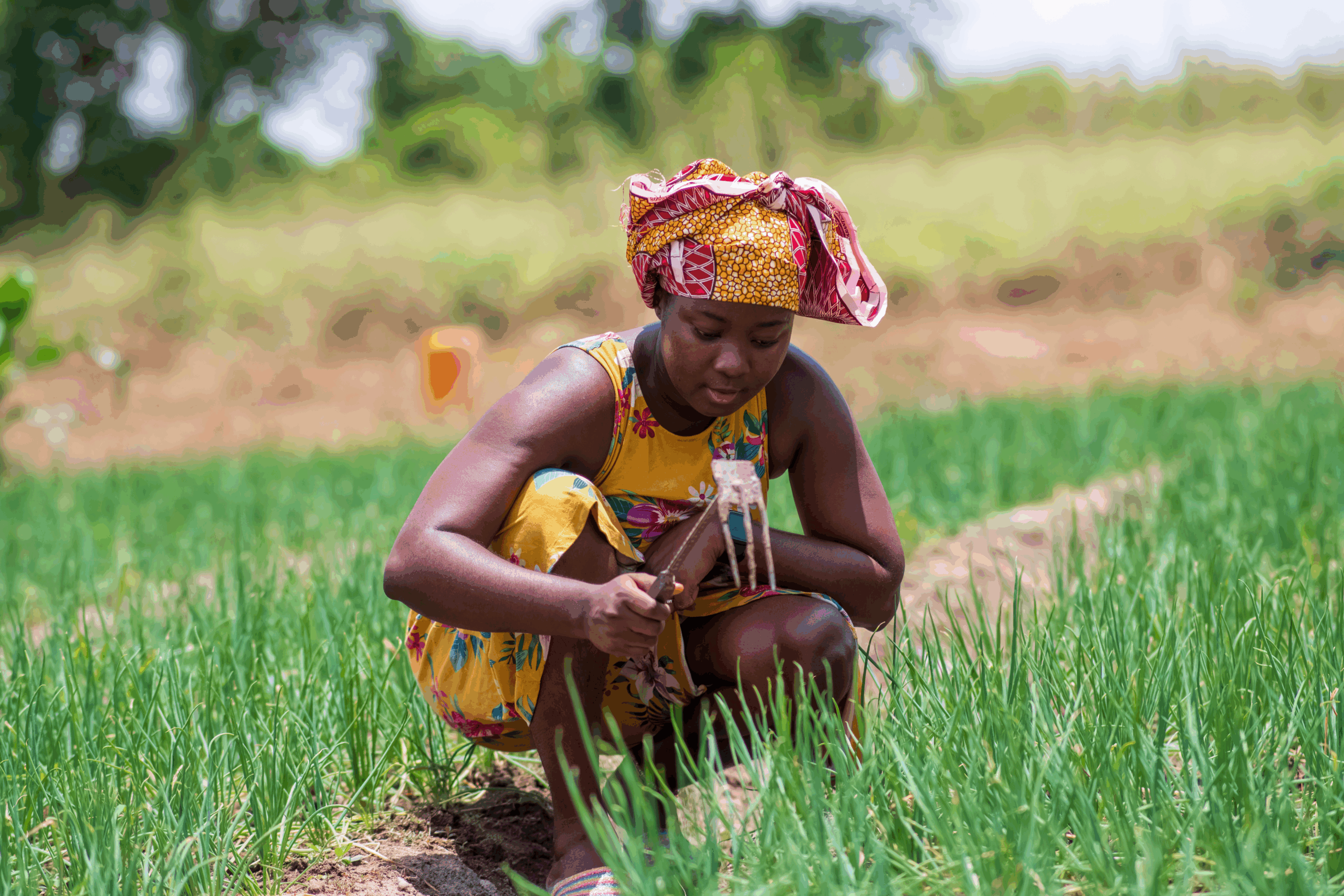 woman in agri field woman in agri field