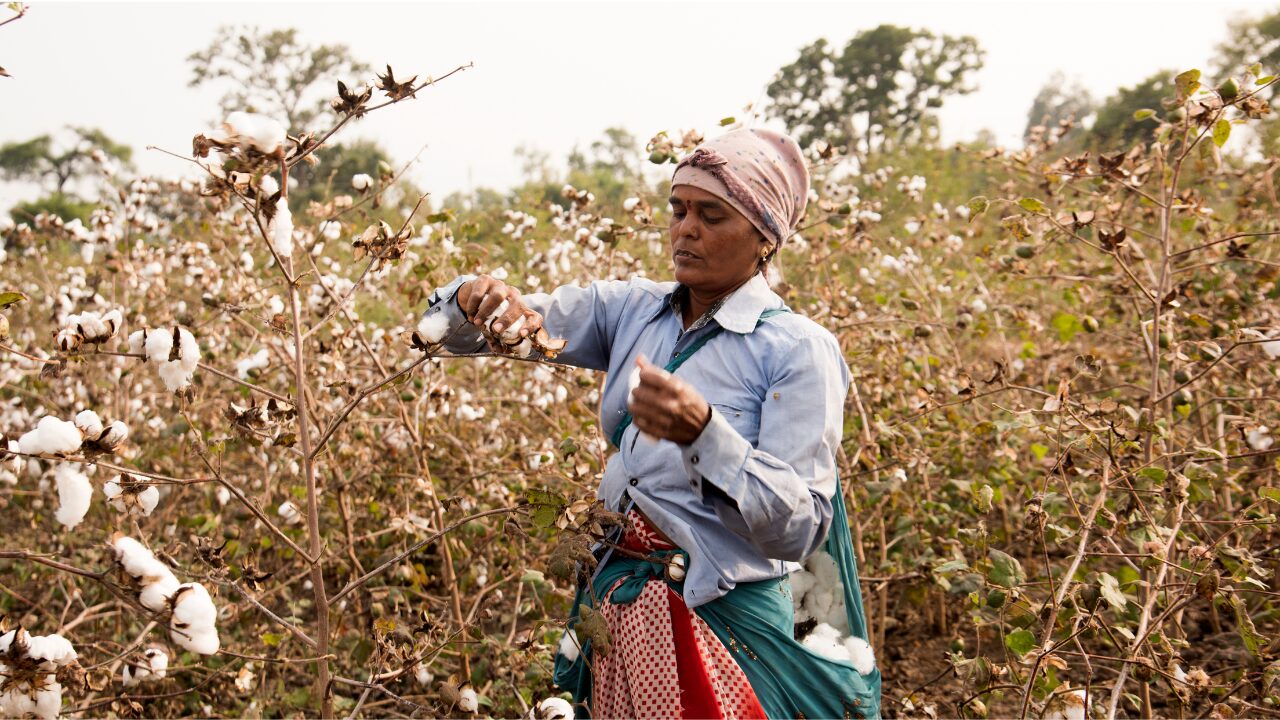 woman working on a cotton field a woman working on a cotton field