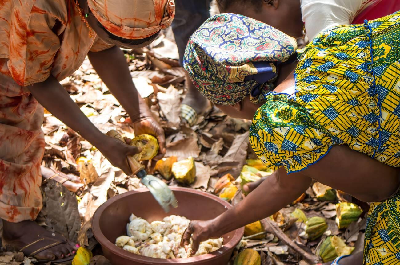 women farmers open cocoa pods to extract the beans Women farmers open cocoa pods to extract the beans.