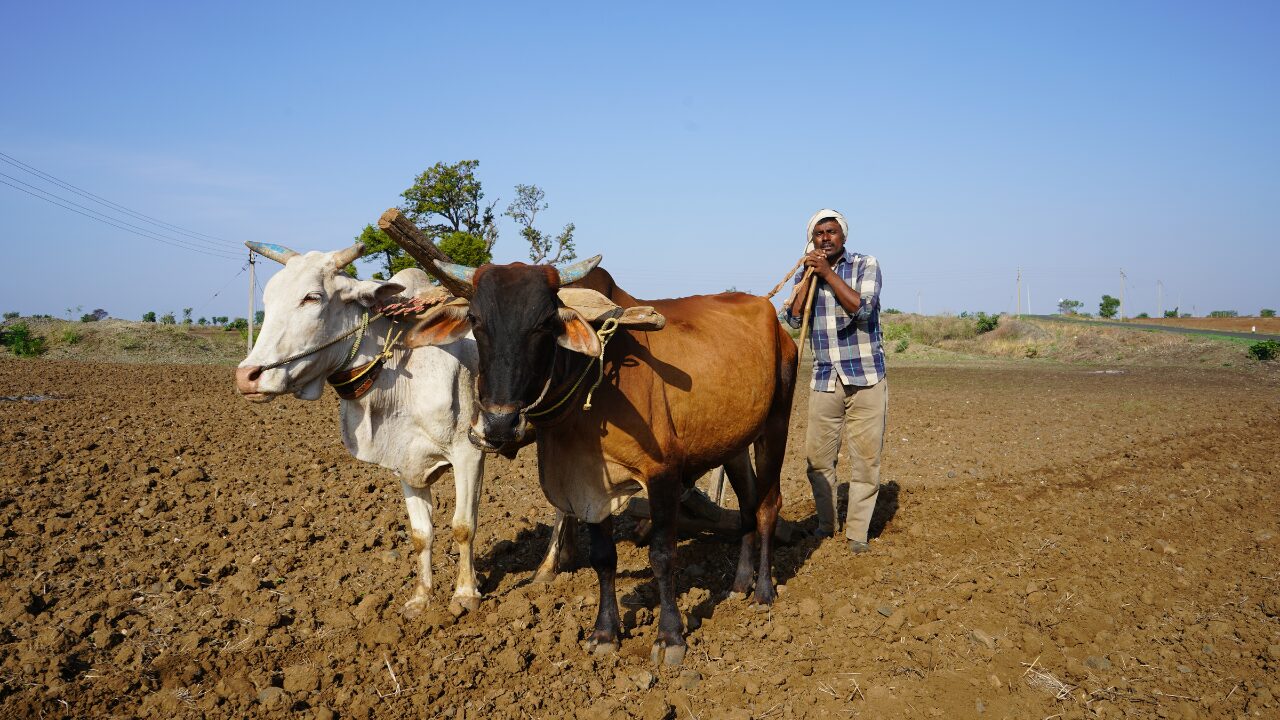 man working on livestock