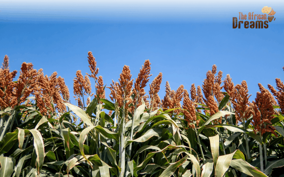 Sorghum Farming in Sudan: A Deep Dive into Its Impact on the Economy