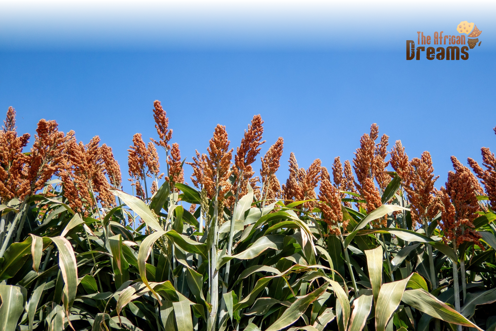 Sorghum farming land