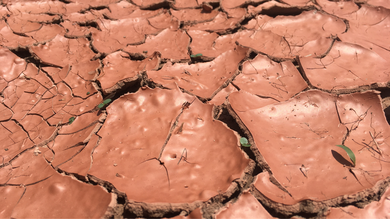 Climate and soil challenges in Sudan oftentimes result in a hostile environment for crops