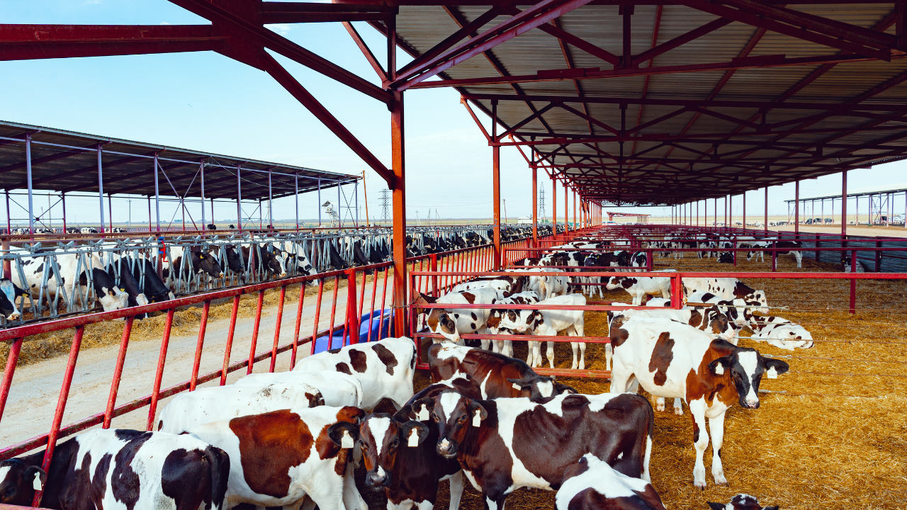Commercial cattle farm in central Sudan.