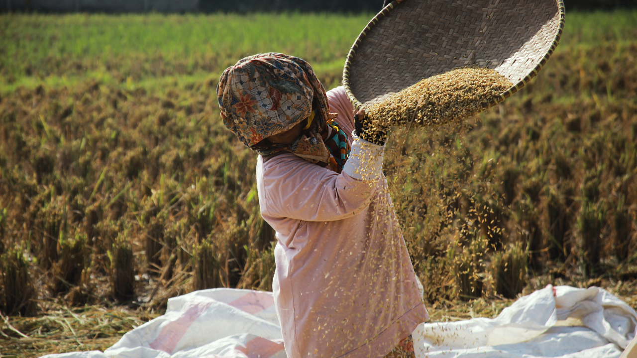 Gambian female farmers