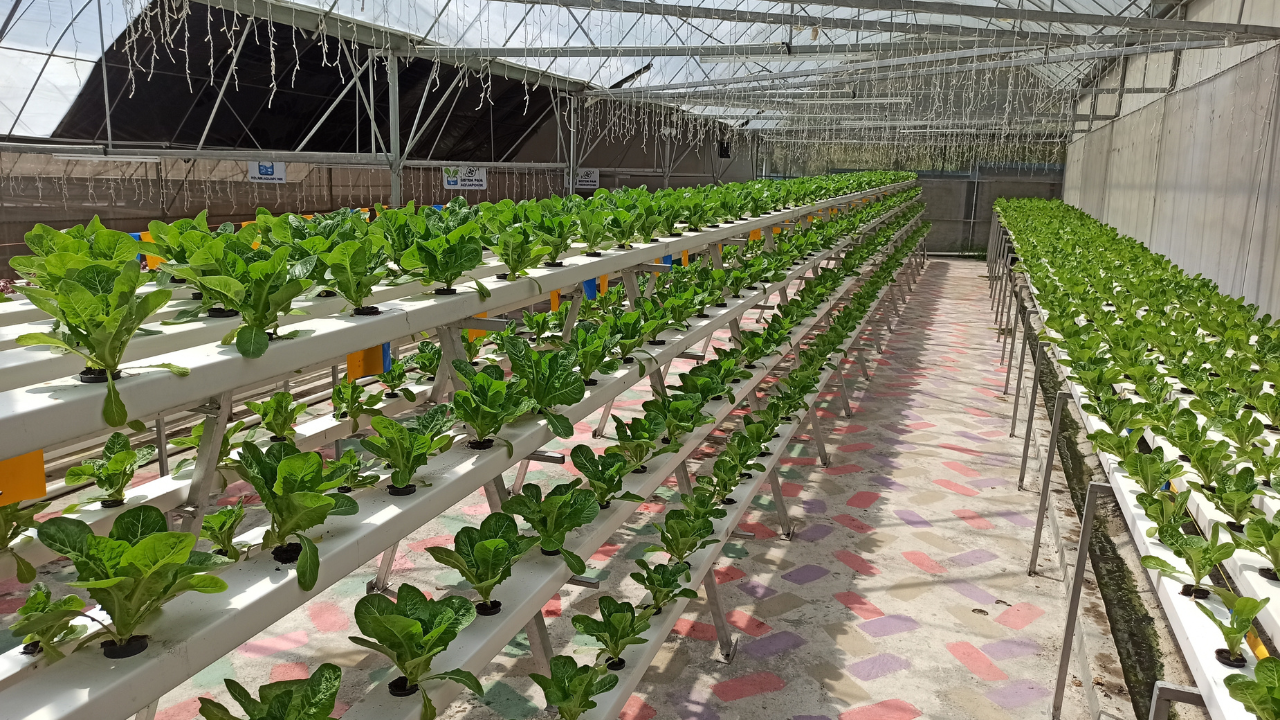 Large-scale hydroponic farm in Kenya Large-scale hydroponic farm in Kenya
