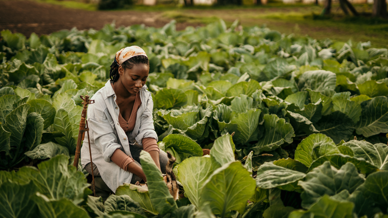 Malawi's Agricultural a woman is working in agri field