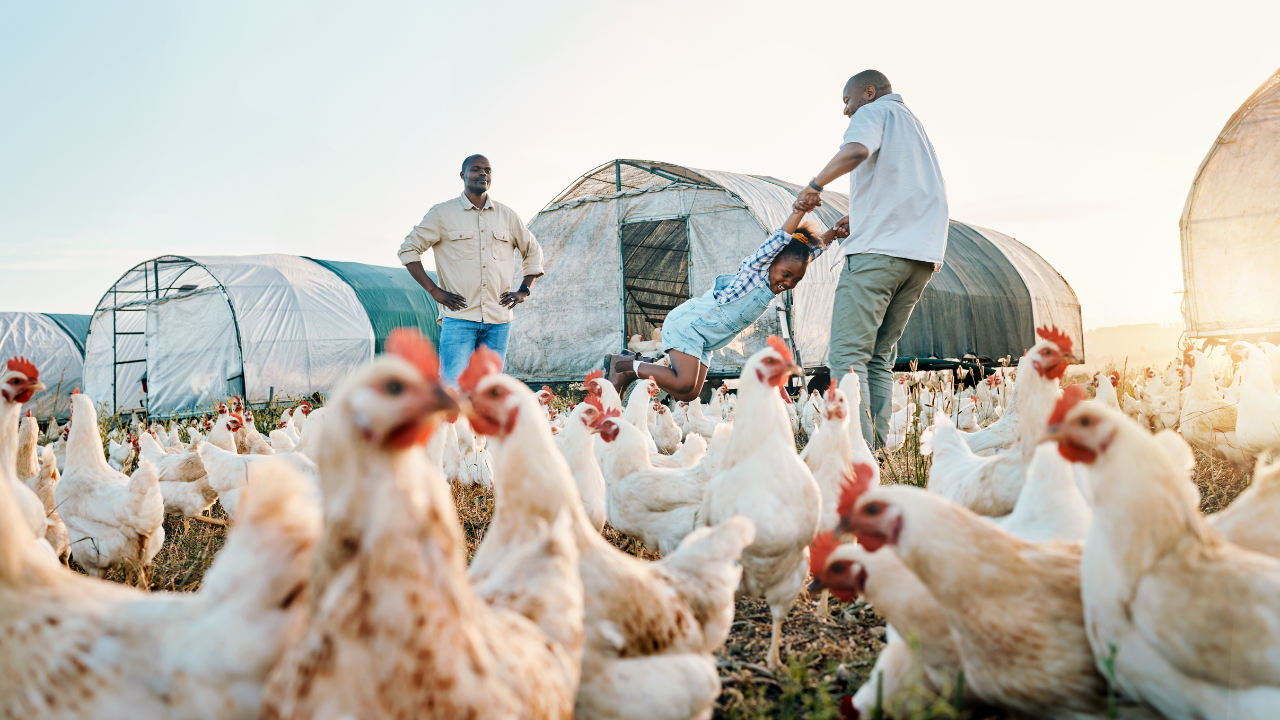 Poultry farms african men are working in poultry farm