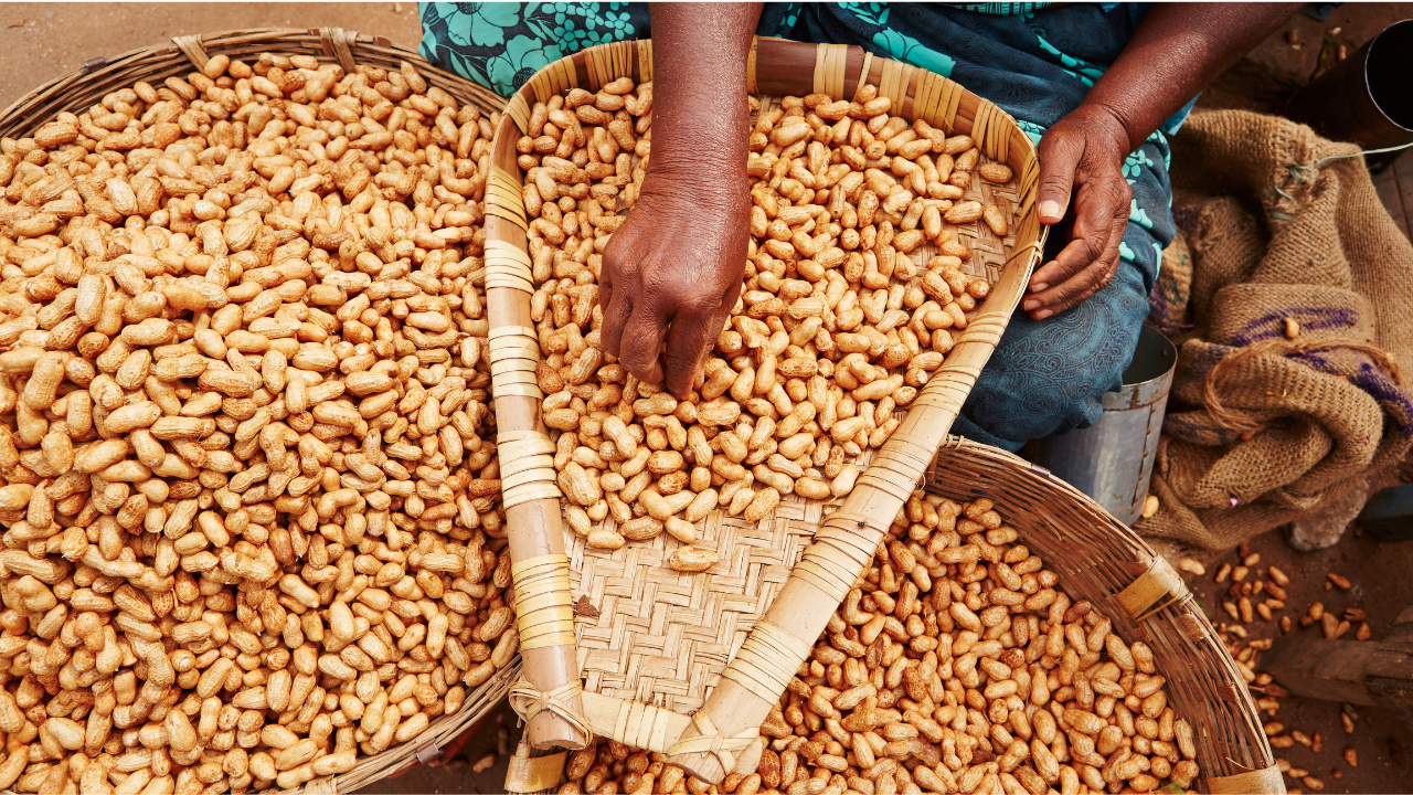 This is an example of what groundnuts look like after harvest.