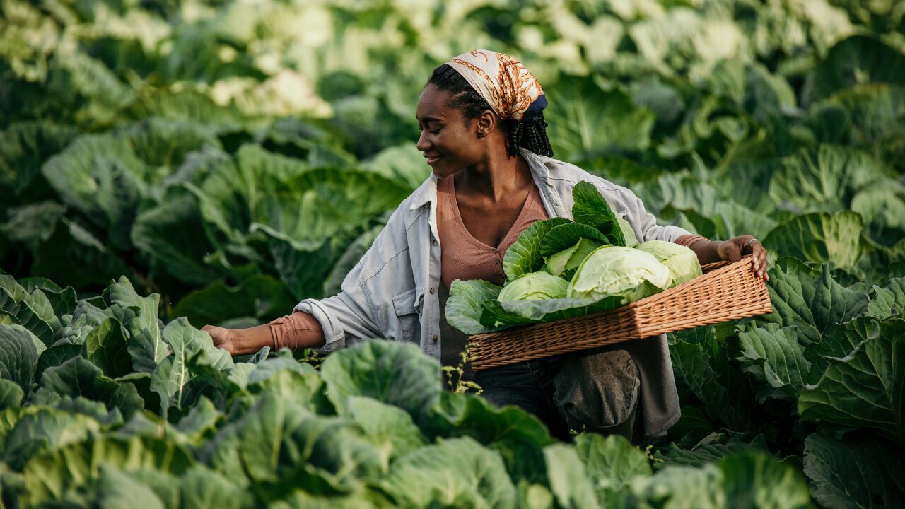 a farmer is harvesting cabage a woman is harvesting cabbage