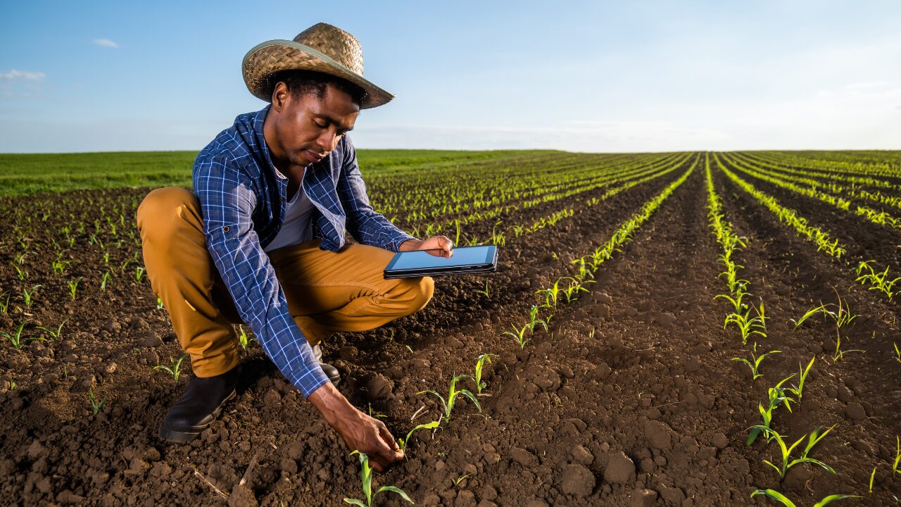 a farmer is using modern technology for farming a farmer is using modern technology to inspect crop