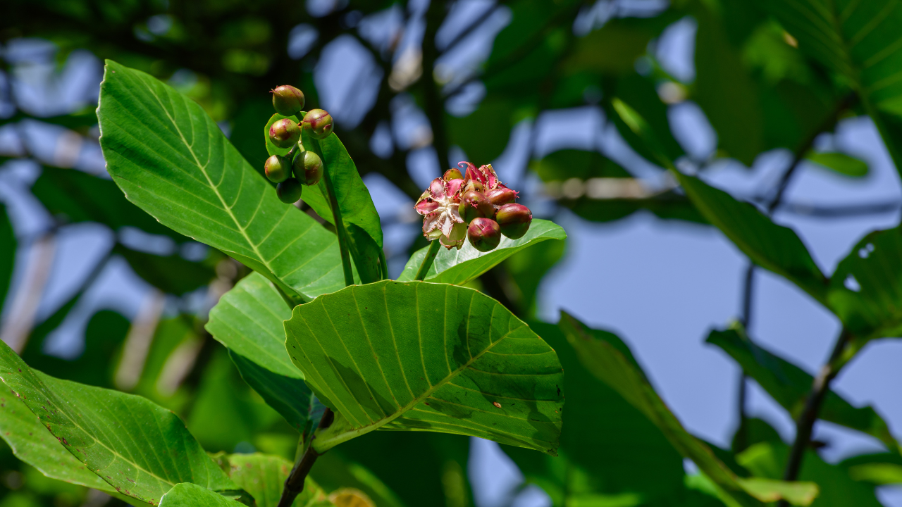 Clove tree