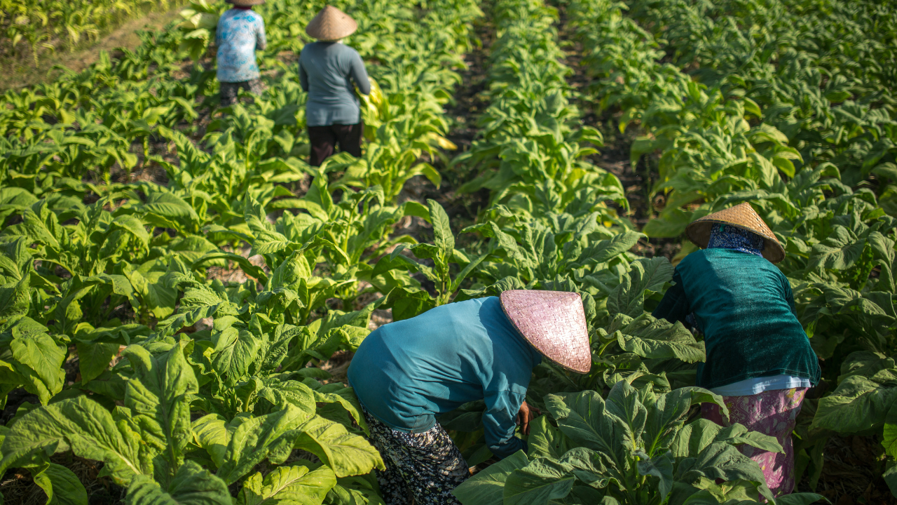 collecting crops A group of farm workers bend over to pick crops in a vast green farm in Nigeria