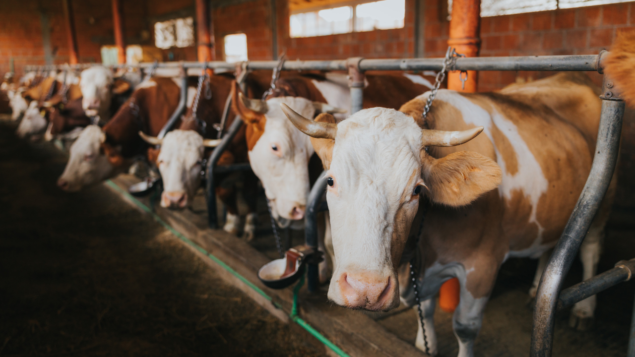 cows farming Cows in a livestock farm, tagged, feeding in a row<br />
