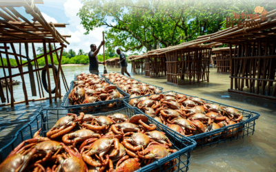 The Crab Farming Opportunity in Kenya