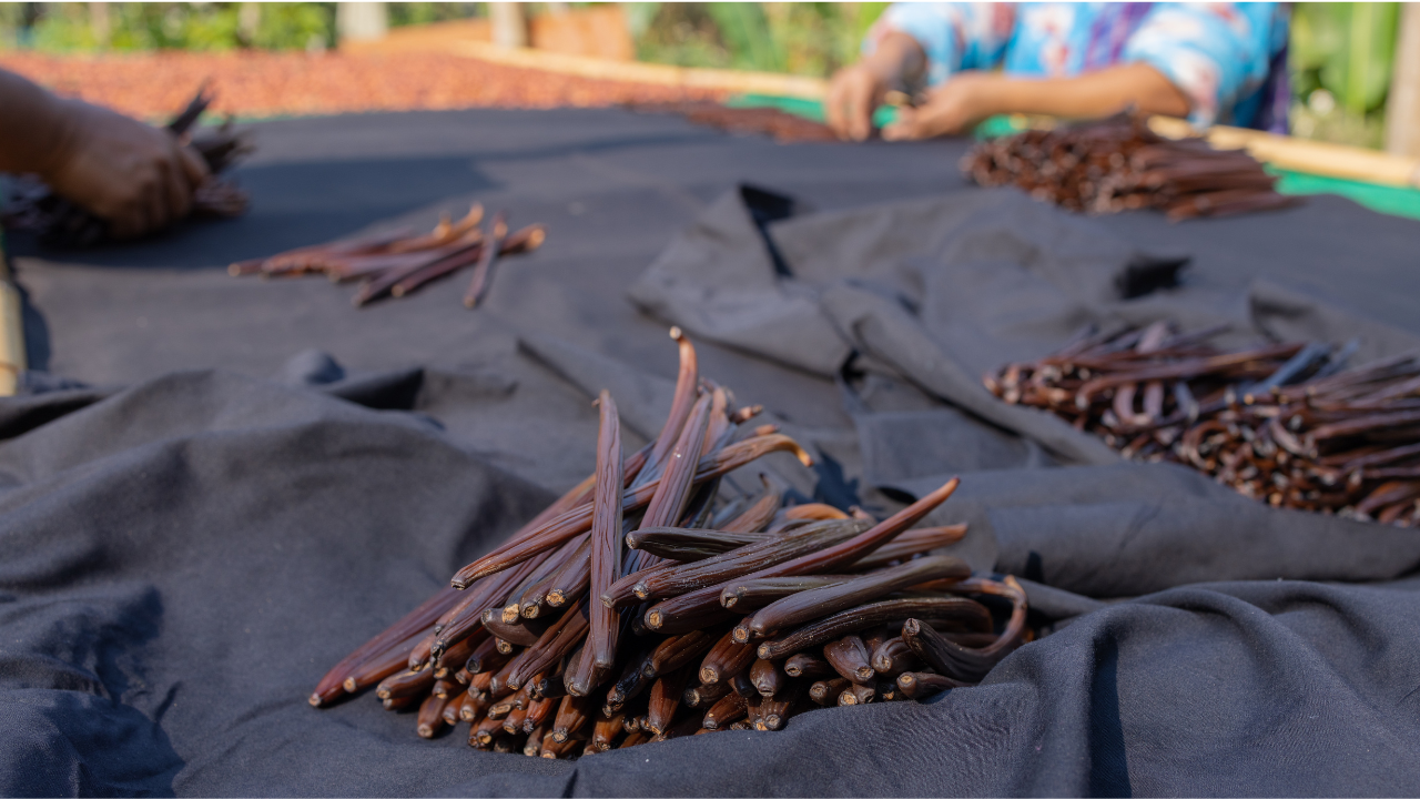 dry vanilla pods, they are typically harvested from the orchid when they are fully mature